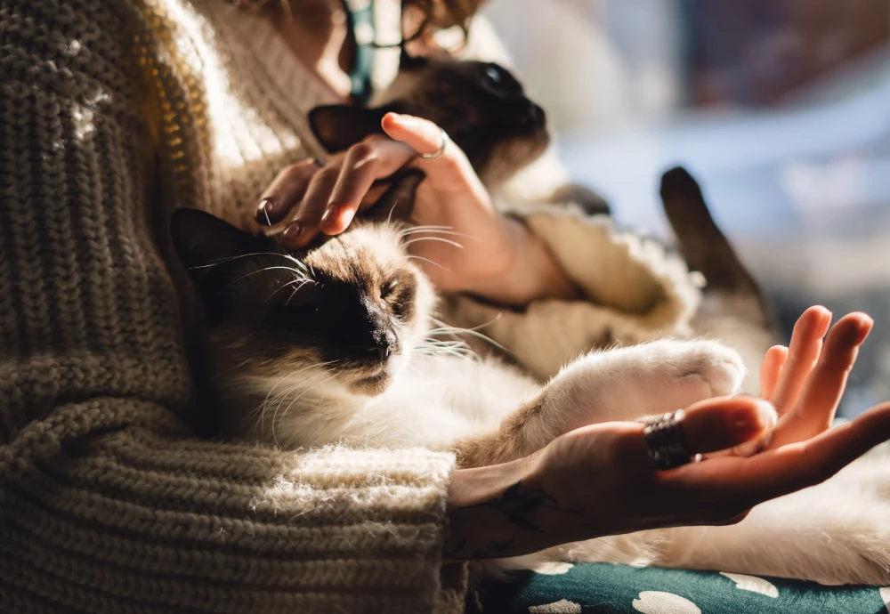 camera to watch pets at home